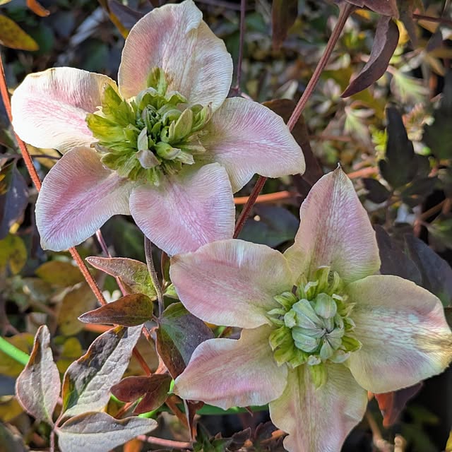 mi-saさんの実例写真