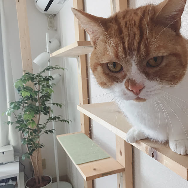 maruさんの実例写真