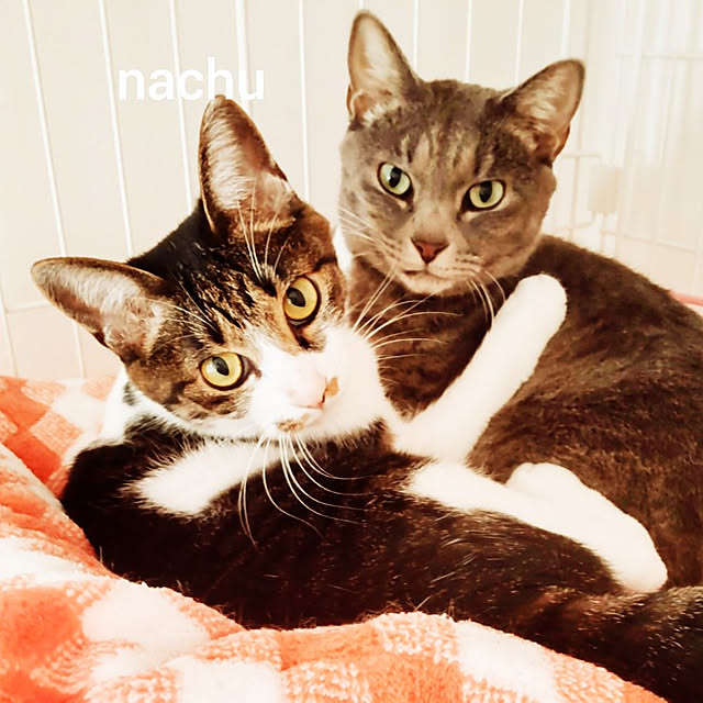 nachuさんの実例写真