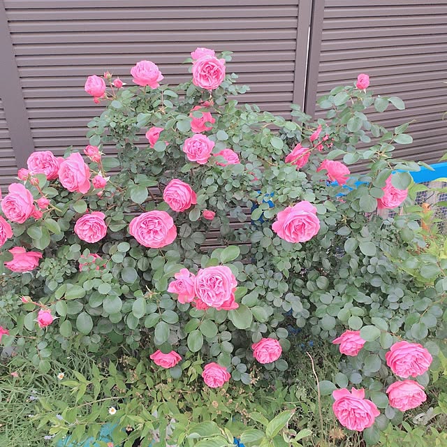 Miyumamaさんの実例写真