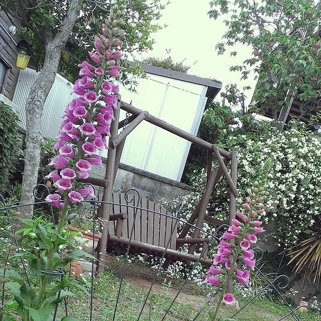 shion825さんの実例写真