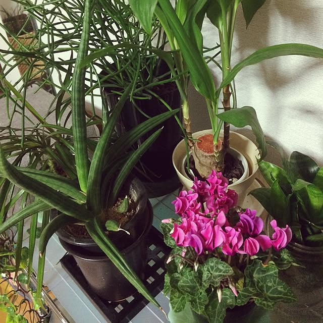 roiさんの実例写真