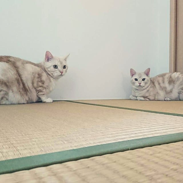 hiyupan88さんの実例写真