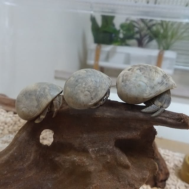 nanameさんの実例写真