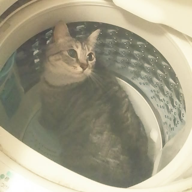 annさんの実例写真