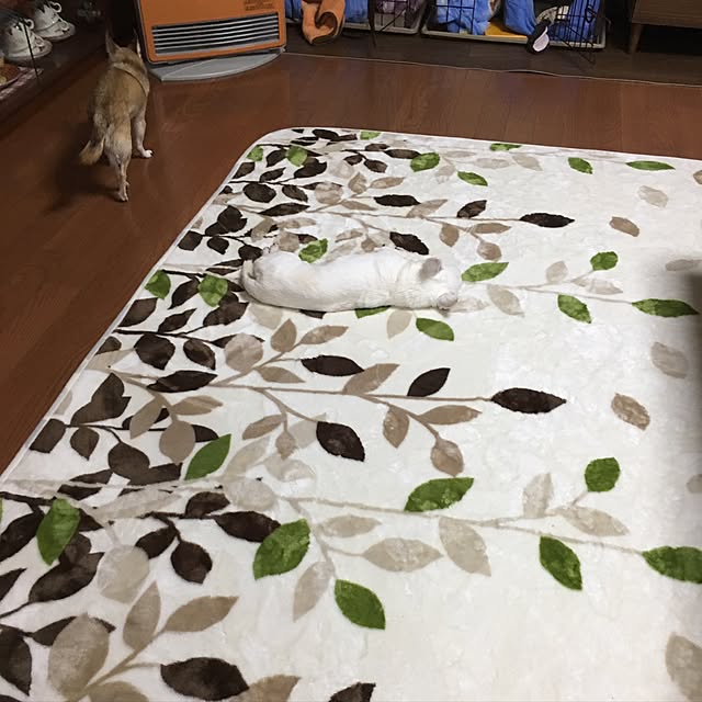 Yokoさんの実例写真