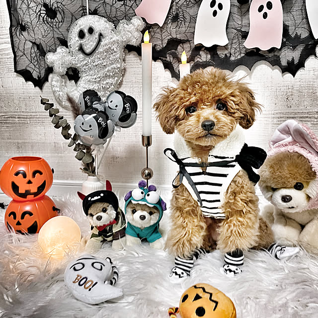 犬のいる暮らし/ワンコと暮らす/ハロウィン/HALLOWEEN/キャンドゥ...などのインテリア実例 - 2021-10-18 23:14:42