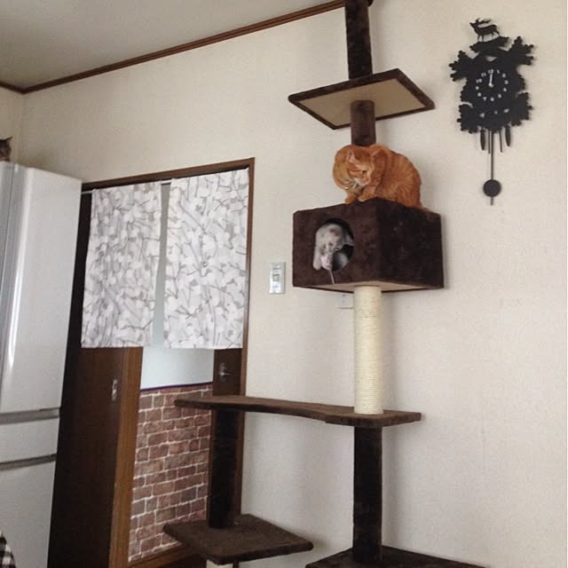 Kokokoさんの実例写真