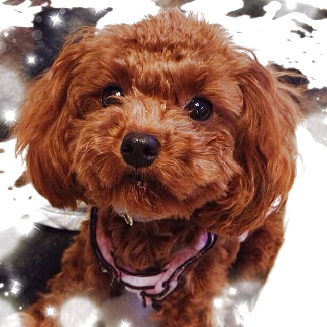 cocoさんの実例写真