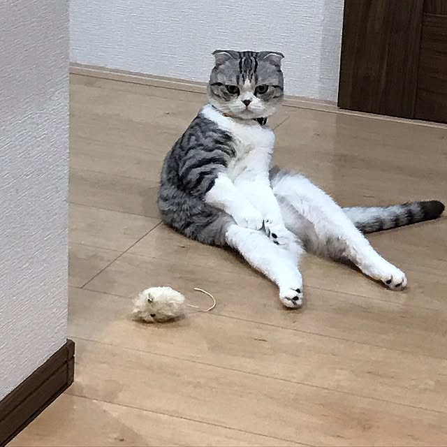 Dahliaさんの実例写真