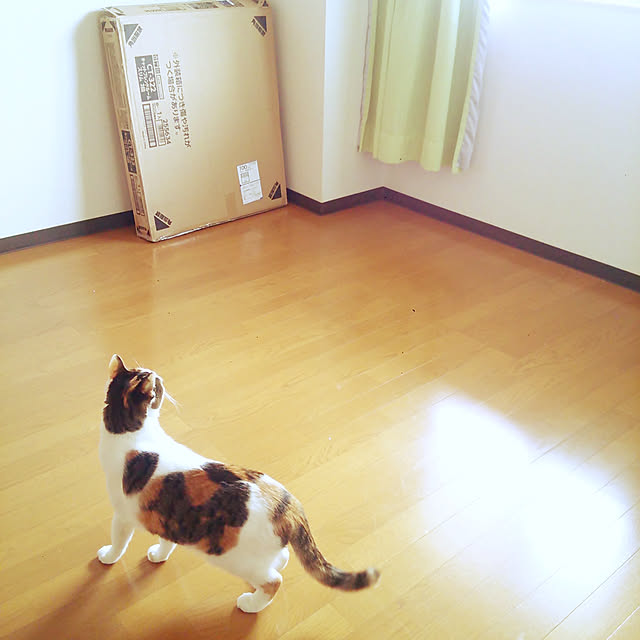 nekoeさんの実例写真