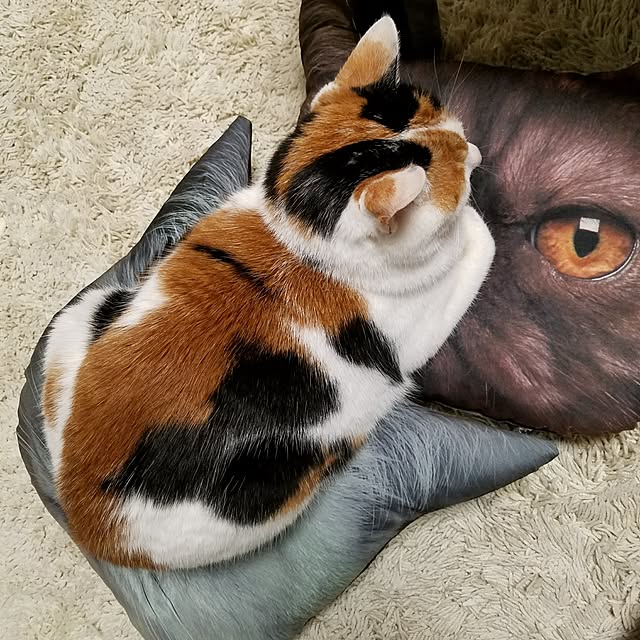 Kinanさんの実例写真