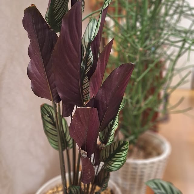 souさんの部屋