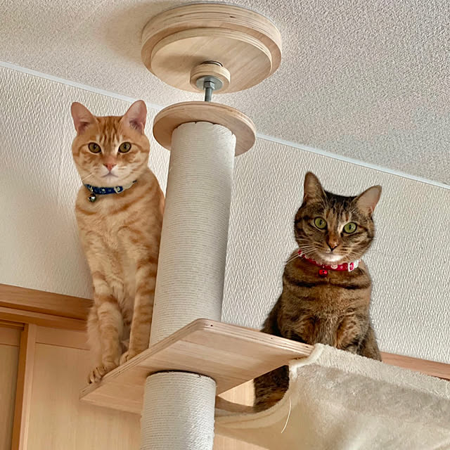 chiiさんの実例写真