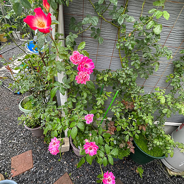 miruさんの部屋