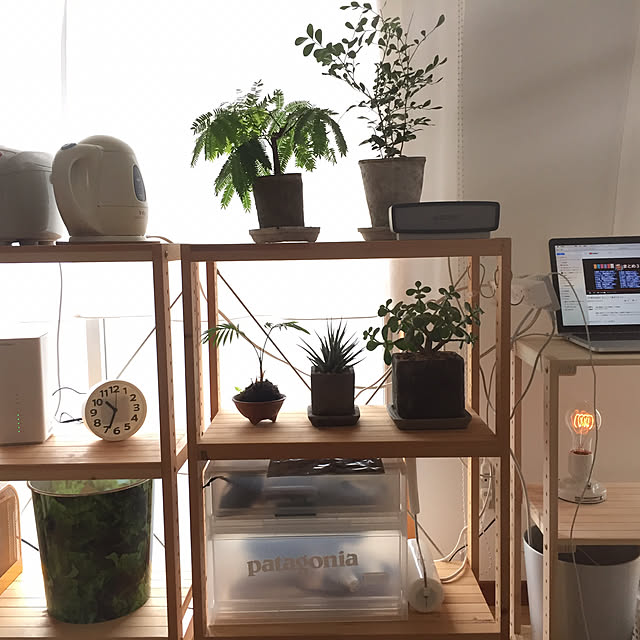 棚/観葉植物/照明のインテリア実例 - 2017-09-16 10:34:15