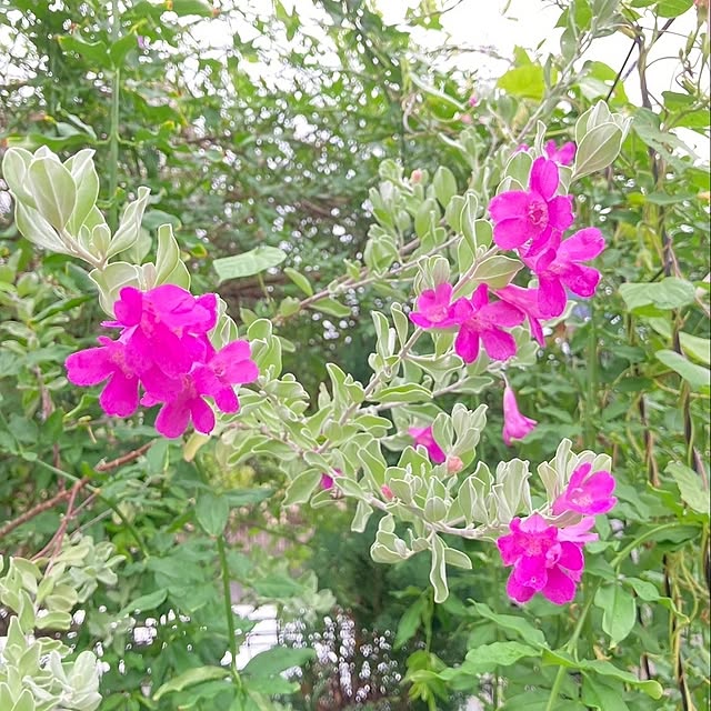 min_nimさんの実例写真