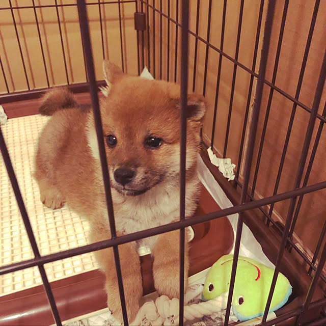 tanyuumoさんの実例写真