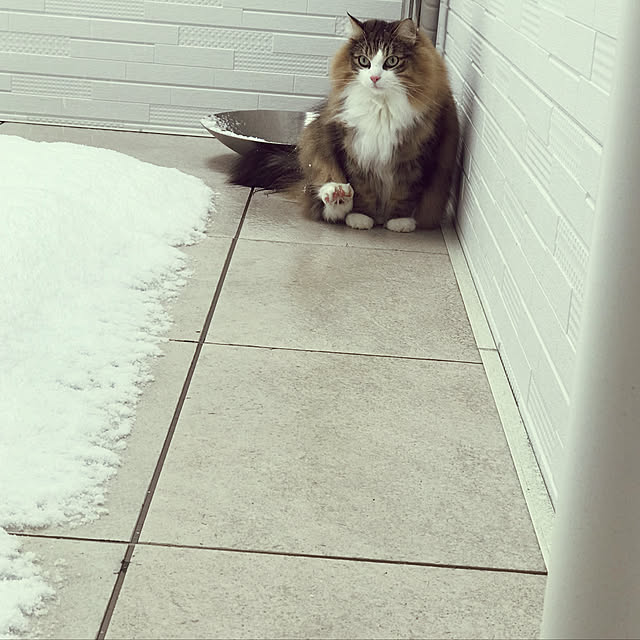 norfraさんの実例写真