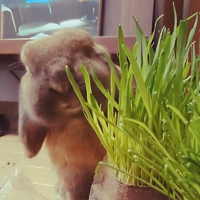miicさんの実例写真