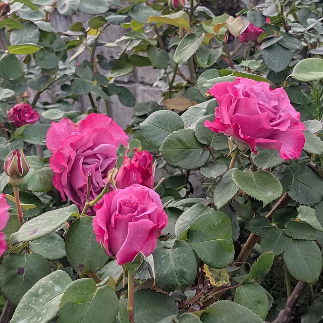 machikomamaさんの部屋