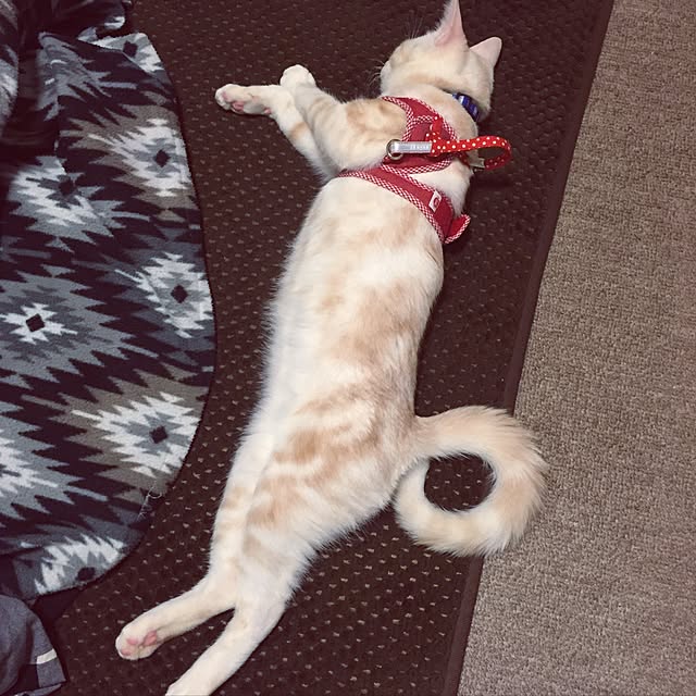 hiyupan88さんの実例写真