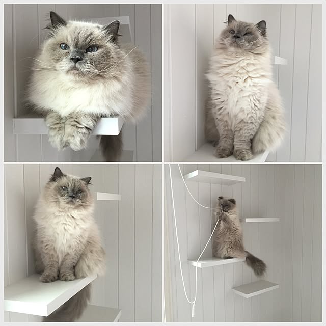 yuchiさんの実例写真