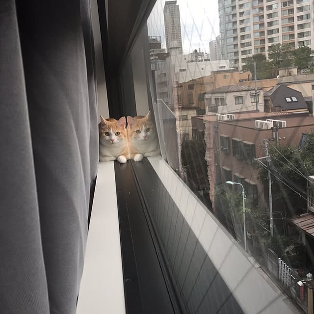korinkorinさんの実例写真