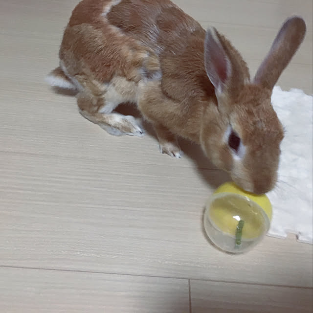 Hatookaさんの実例写真