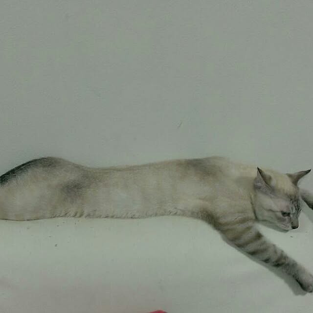 hoshiさんの実例写真