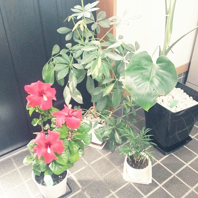 mayrt77さんの実例写真