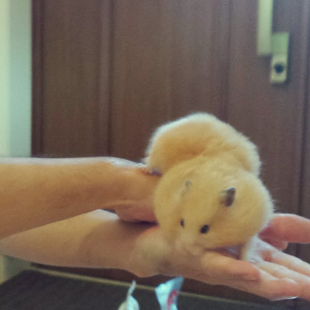 cheeさんの実例写真