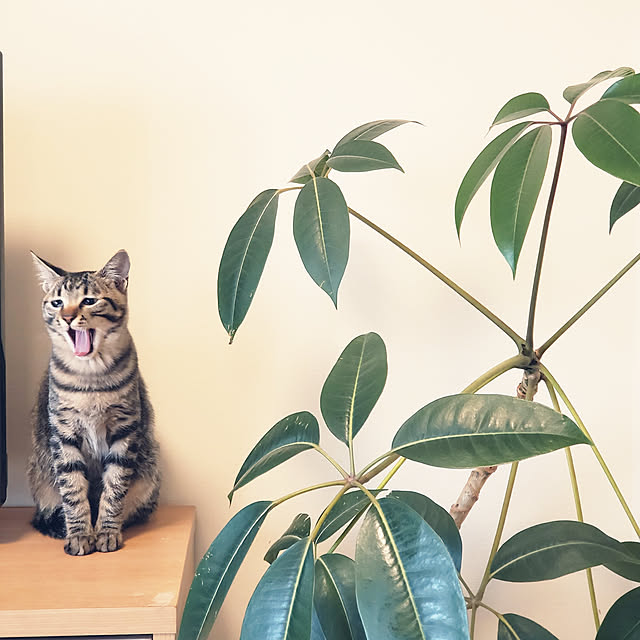 chataさんの実例写真