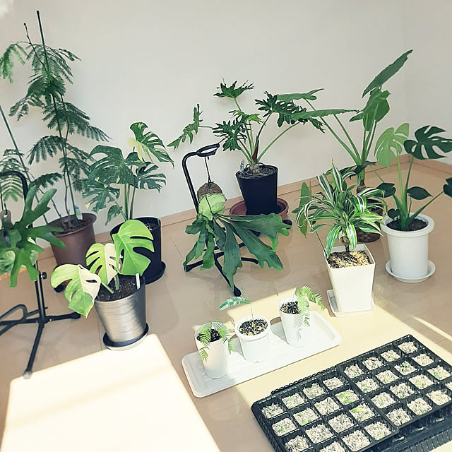 greenmanさんの実例写真