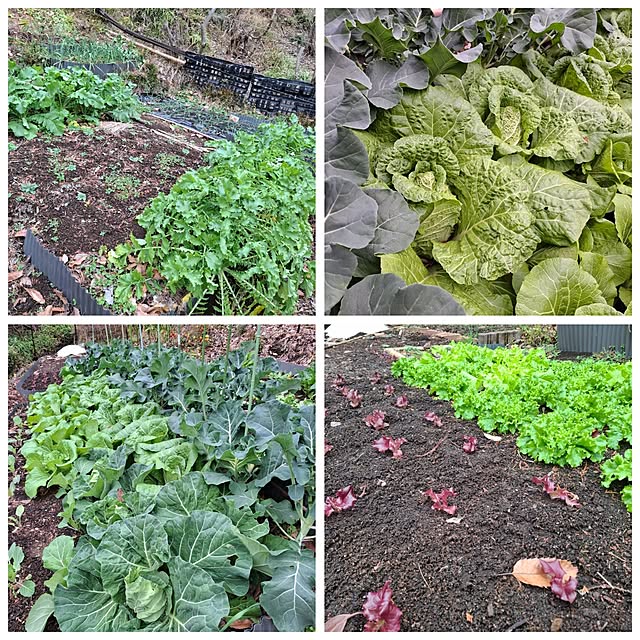 midoriさんの実例写真