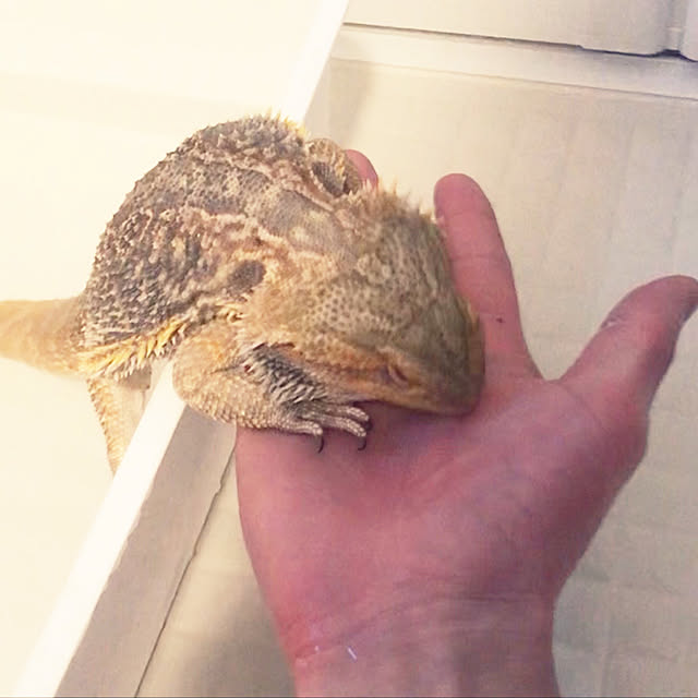 japitonさんの実例写真