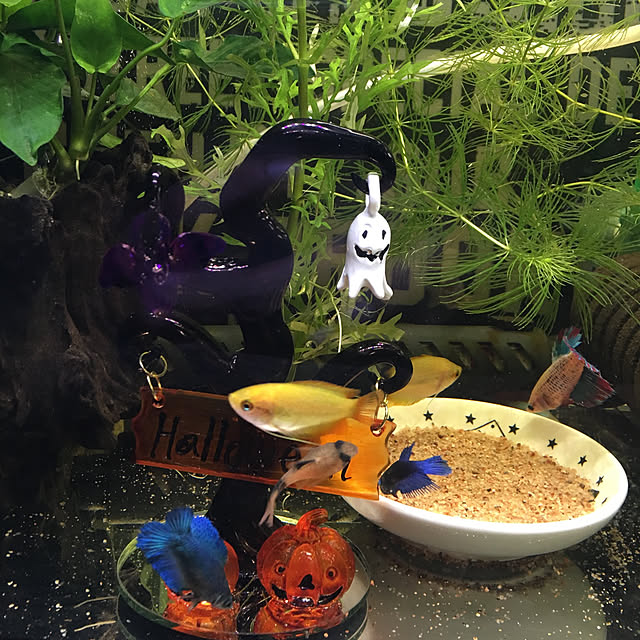 tetra163さんの実例写真