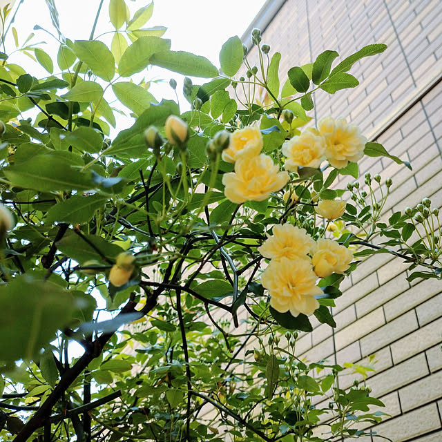 makotomosukeさんの実例写真