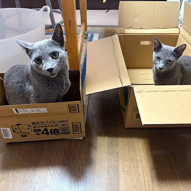 mayugehaさんの実例写真