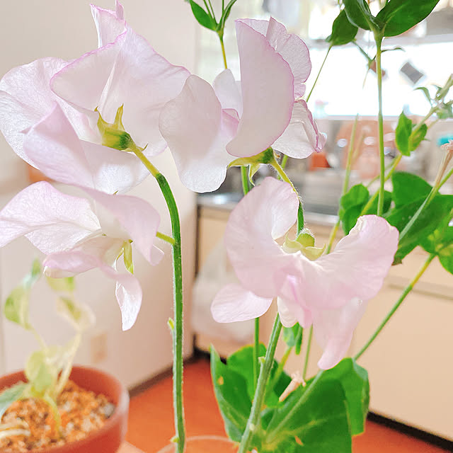 smallroomさんの実例写真