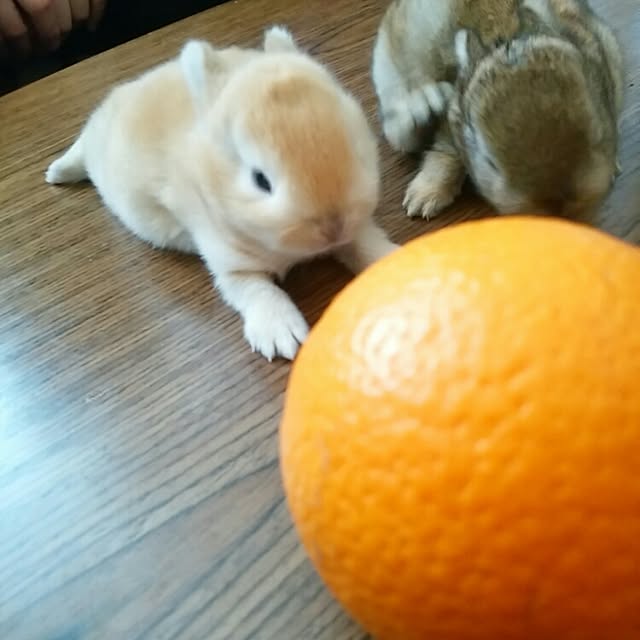 ChocolateNandasさんの実例写真