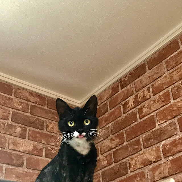 butachanさんの実例写真