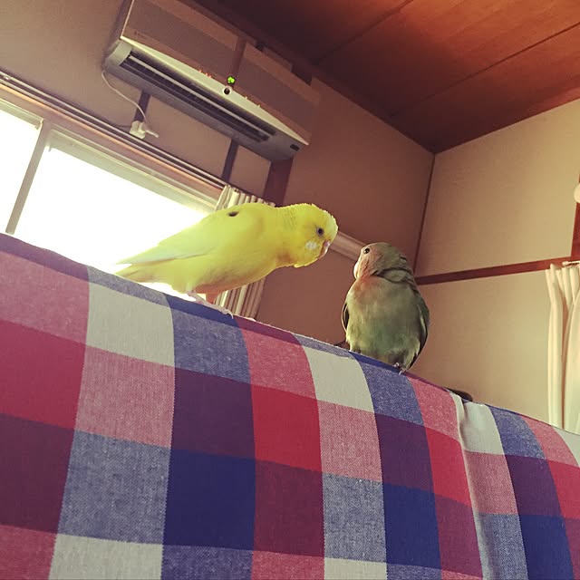 pipiさんの実例写真