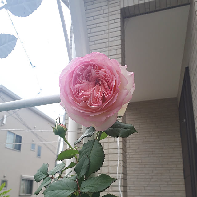 aiさんの実例写真