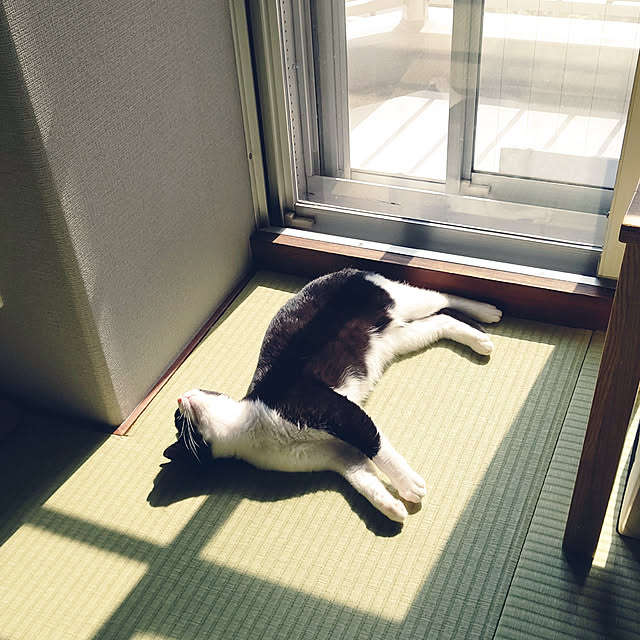hihaさんの実例写真