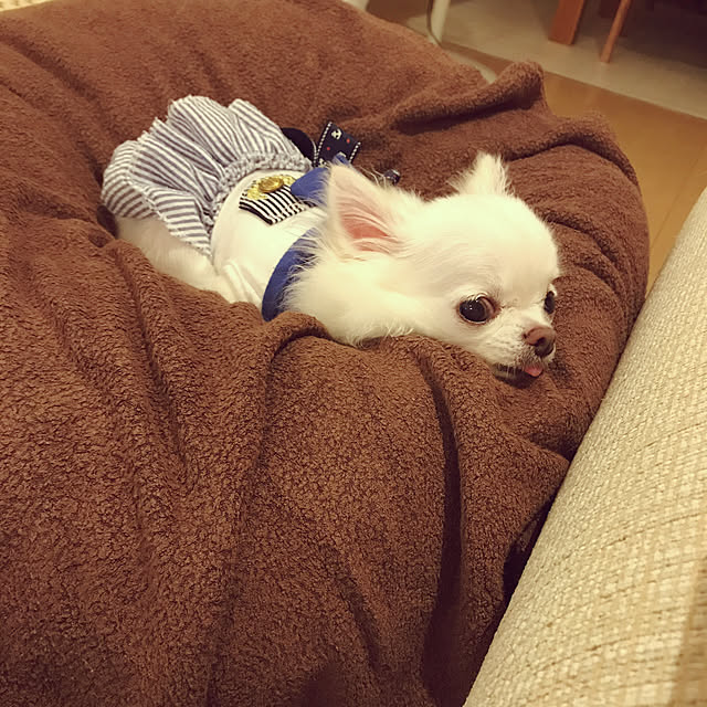 momokasanさんの実例写真