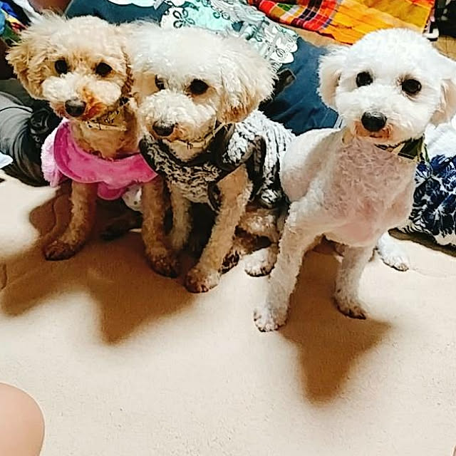 nontenrunさんの実例写真