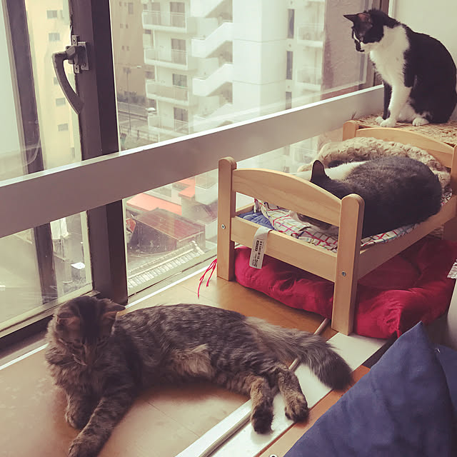 miruさんの実例写真