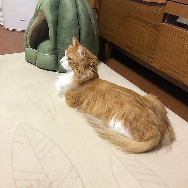 uchidaizuさんの実例写真