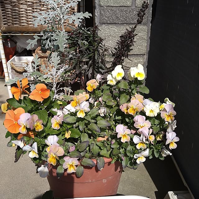 ameamekaasanさんの部屋
